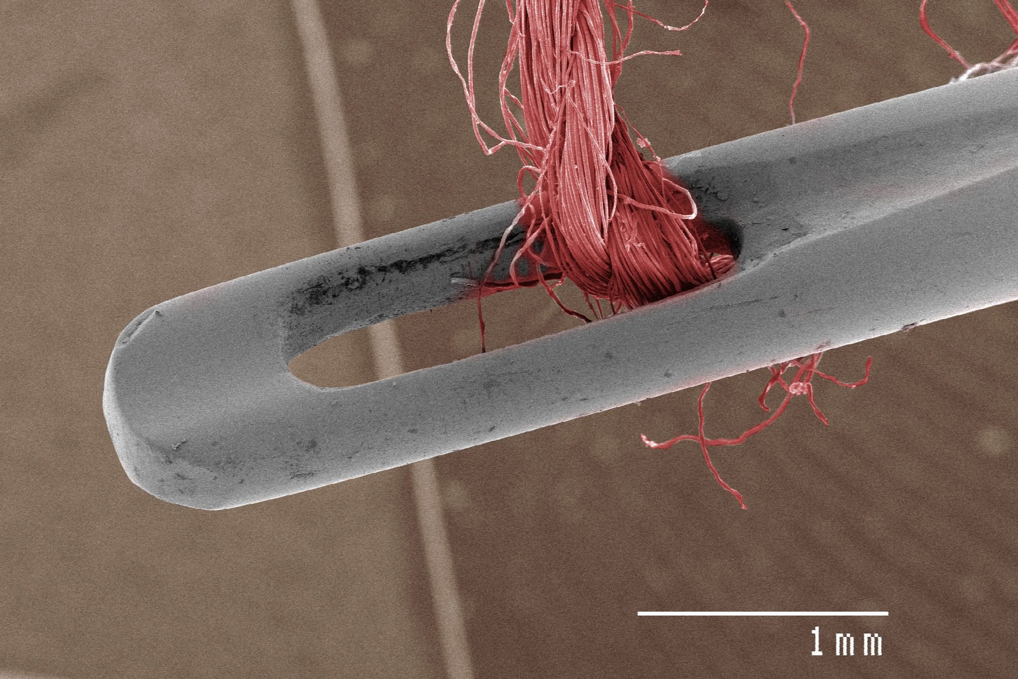 Coloured SEM of needle and thread