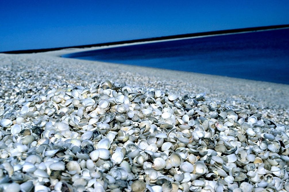 Beach of sea shells