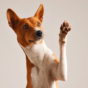 Adorable brown and white basenji dog with paw raised