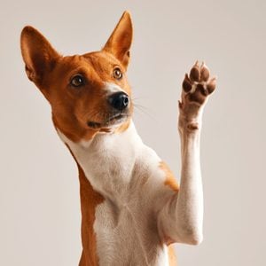 Adorable brown and white basenji dog with paw raised