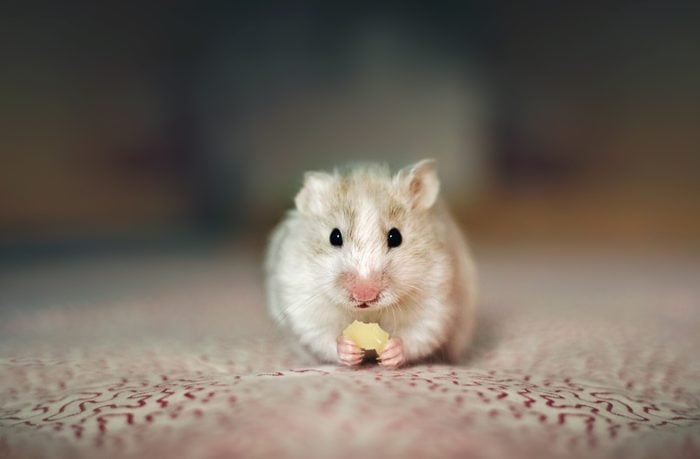 White and brown hamster eating cheese and looking at the camera