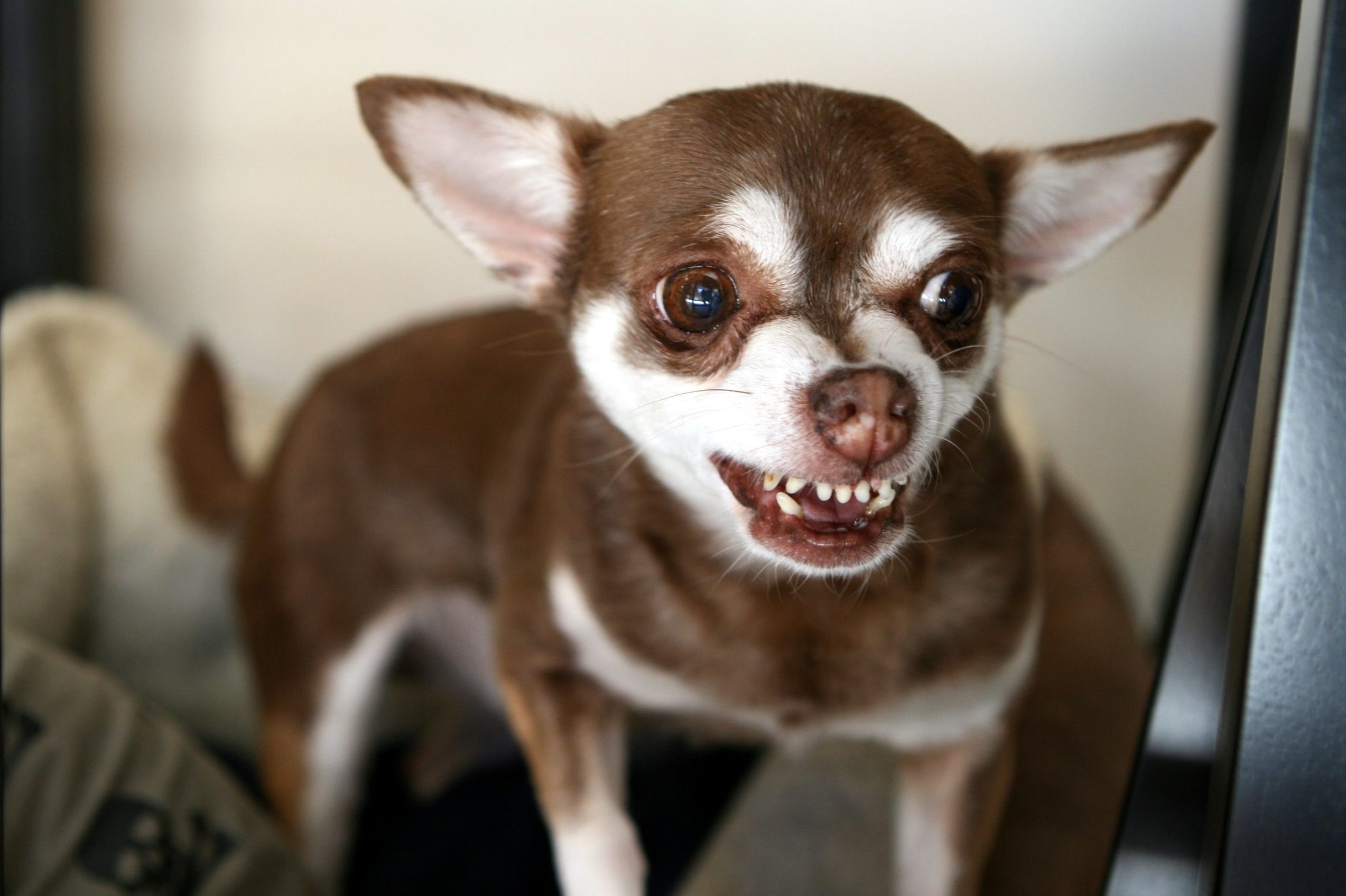 Brown Chihuahua snarling with teeth showing