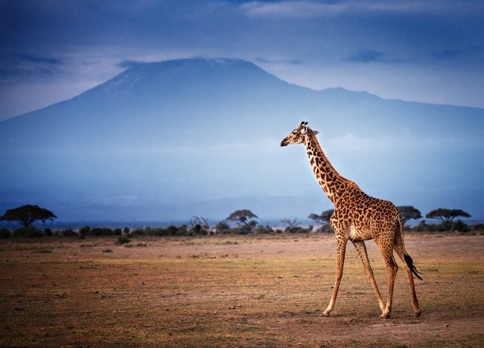 Giraffe Walking in Front of Mount Kilimanjaro in Amboseli