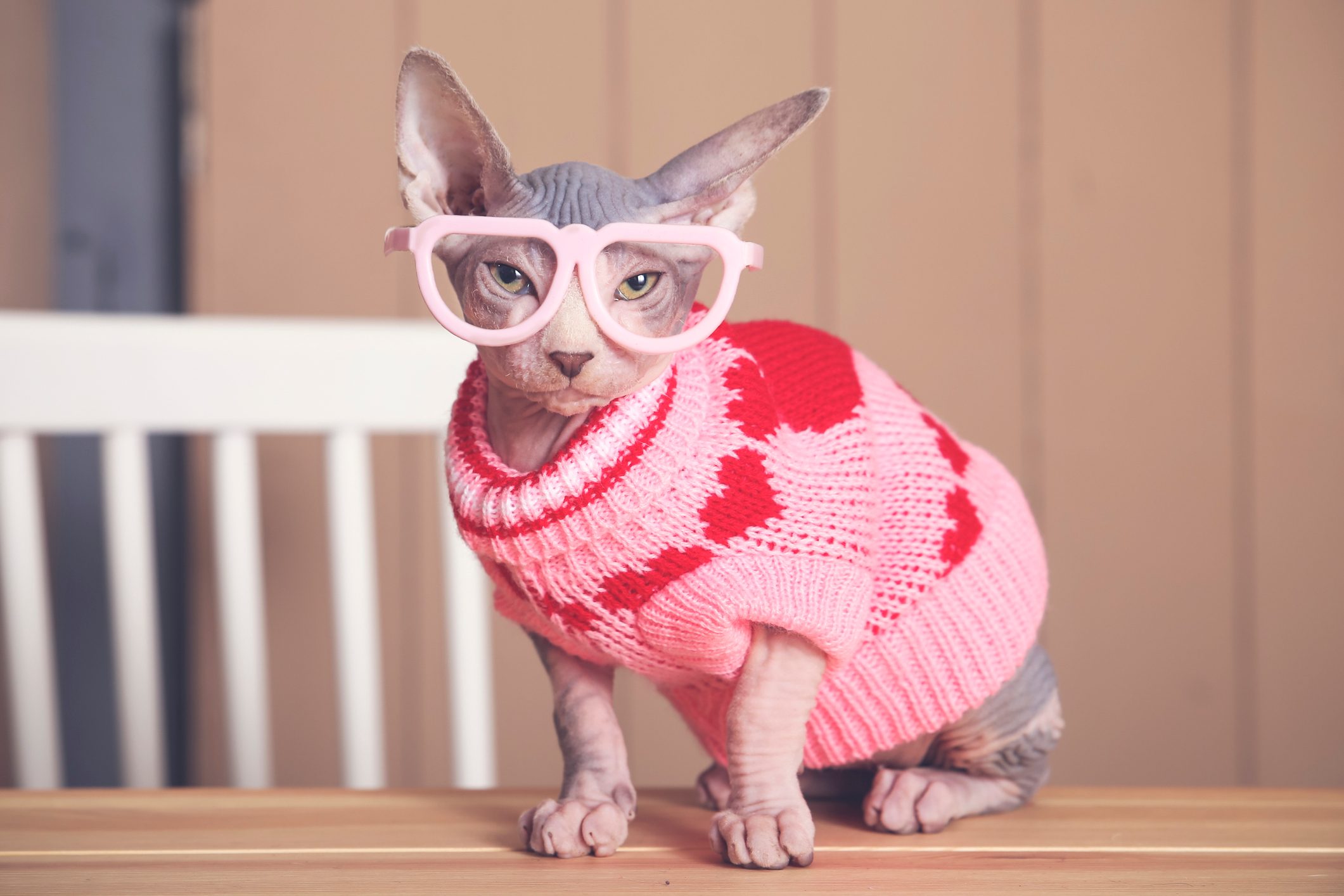 Portrait of Sphynx cat on table wearing pink pullover and funny glasses