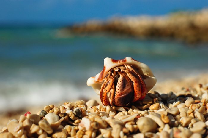 Hermit Crab (Paguroidea), Runaway Bay, Jamaica