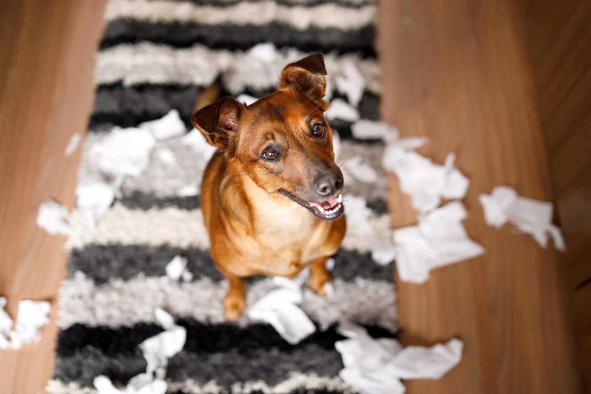 Dog proud of it's mess