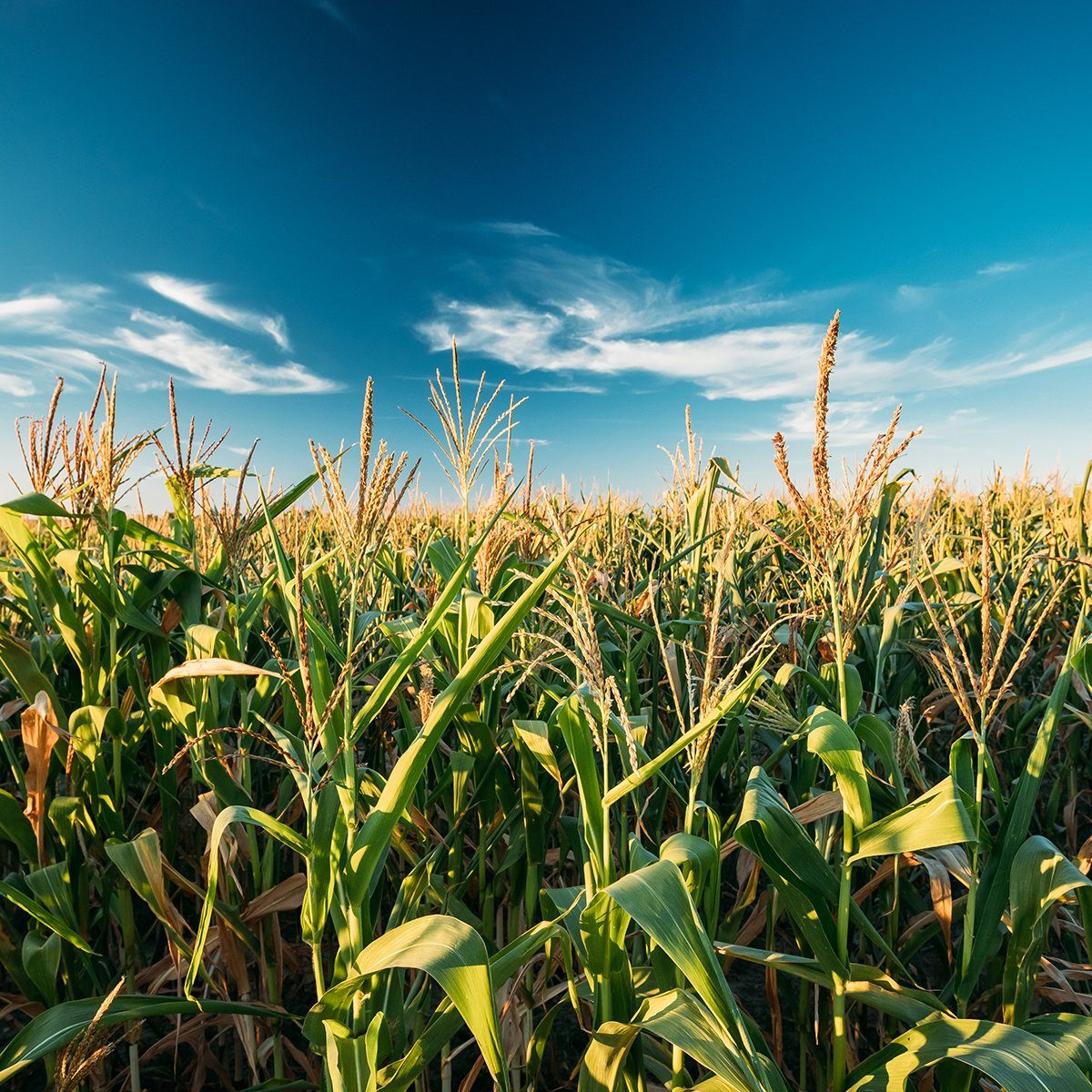 Green Maize Corn Field Plantation In Summer Agricultural Season. Skyline Horizon, Blue Sky Background.