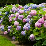 Here’s How to Change the Color of Your Hydrangeas