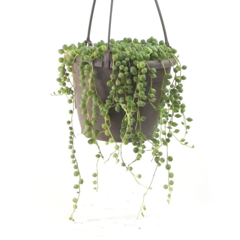 string of pearls hanging succulent