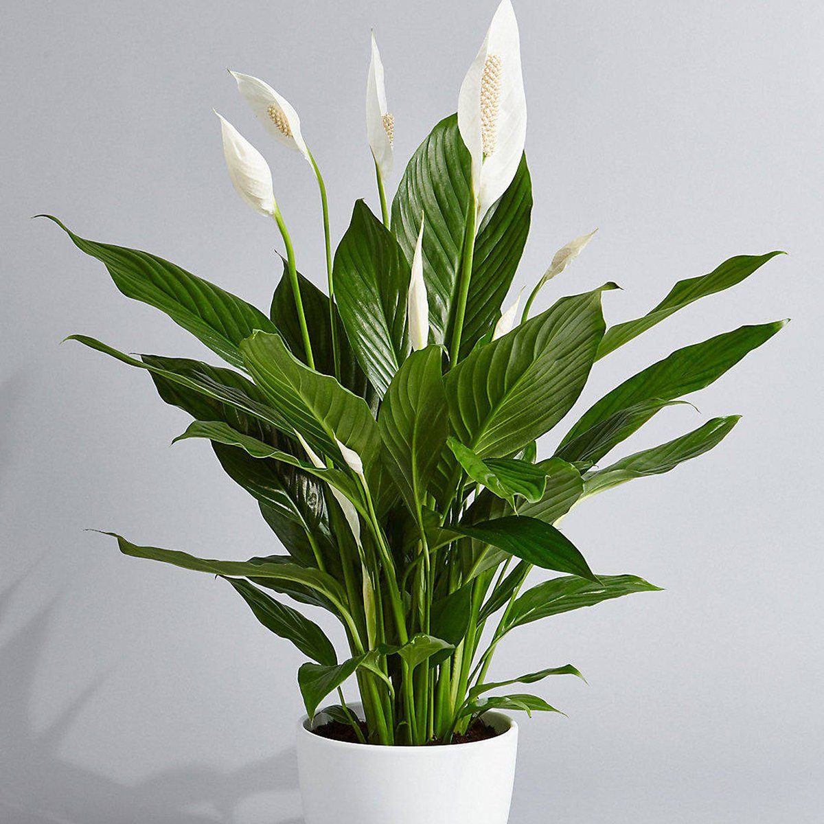 Peace Lily Air Purifying Plant - Easy Care Low Light Houseplant, Housewarming Present, Sympathy Gift, indoor Garden