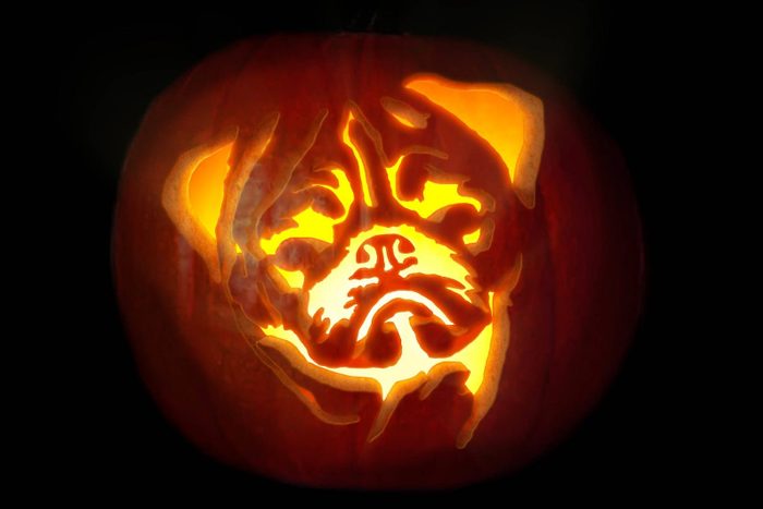 pug carved into a halloween pumpkin