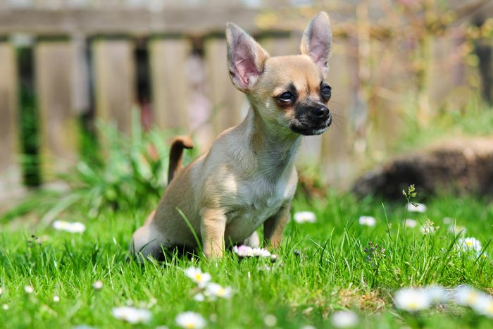 small puppy going to the bathroom in the grass