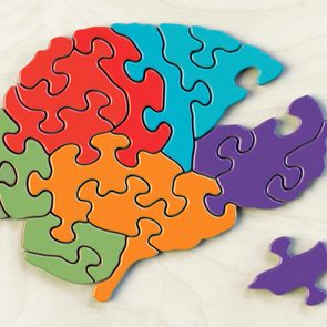 Puzzle of various brain lobes