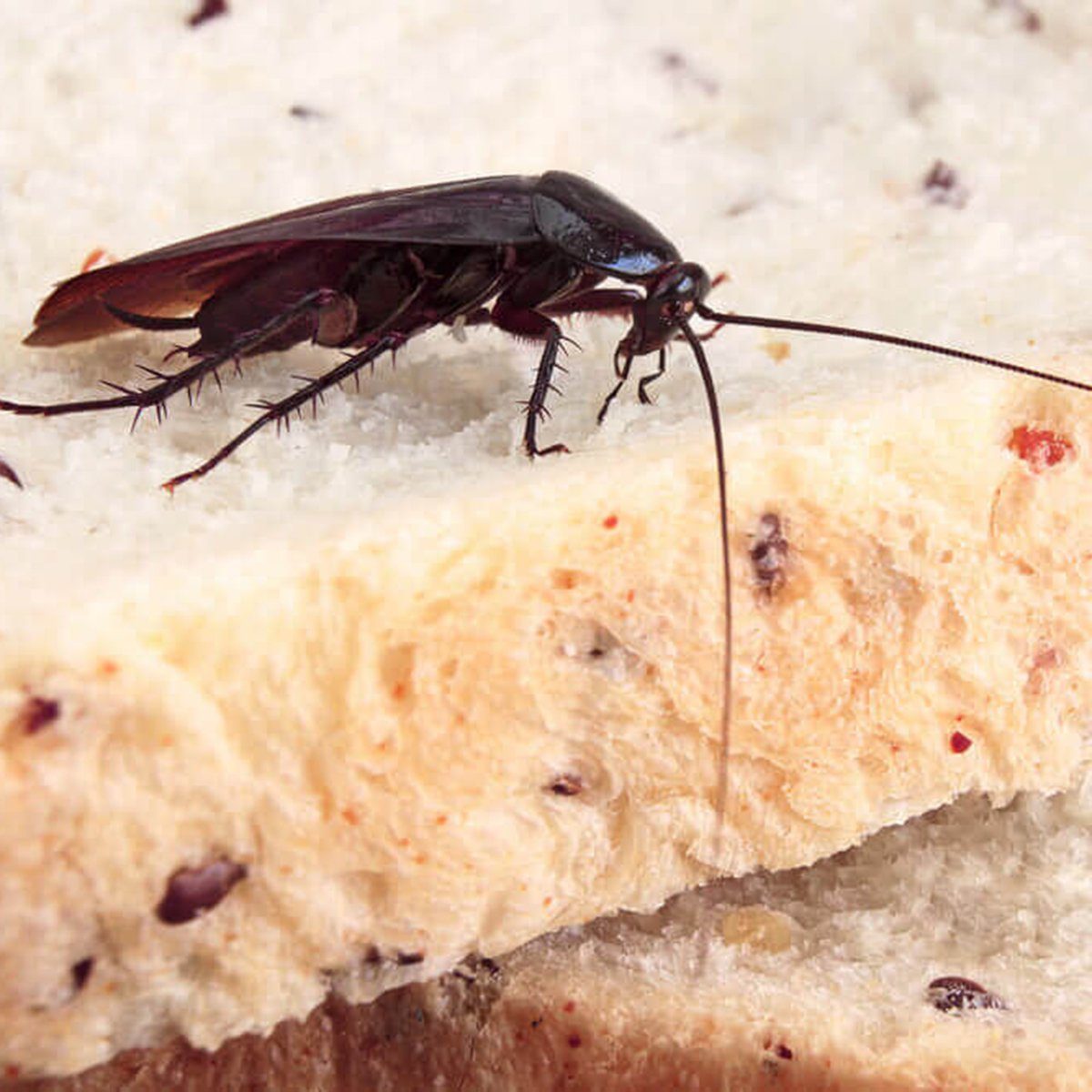 Brown Cockroach on a Piece of Bread