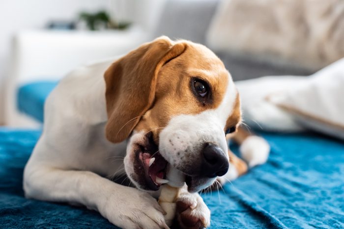 Why Do Dogs Bring Their Food Somewhere Else to Eat It? | Reader's Digest