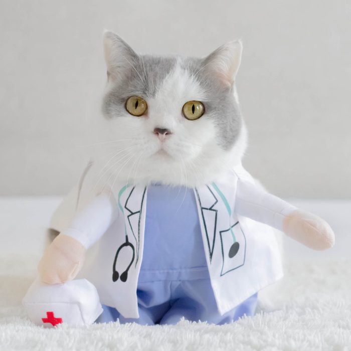 British shorthair cat dressed as a doctor