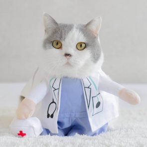 British shorthair cat dressed as a doctor