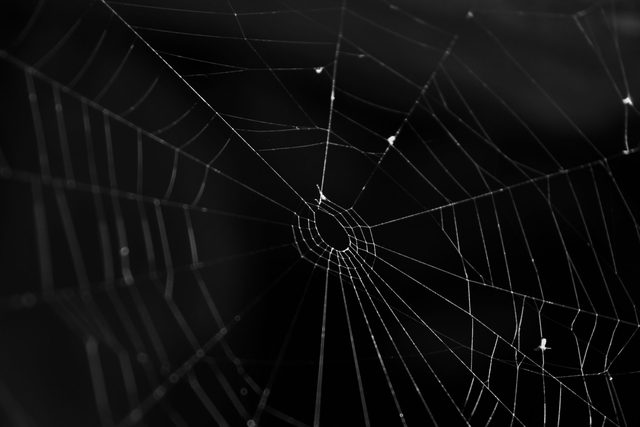 Spider web with something to eat, black background,monochrome, Romania