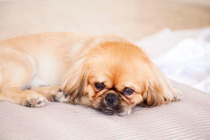 Pekingese dog sitting on the couch at home tired