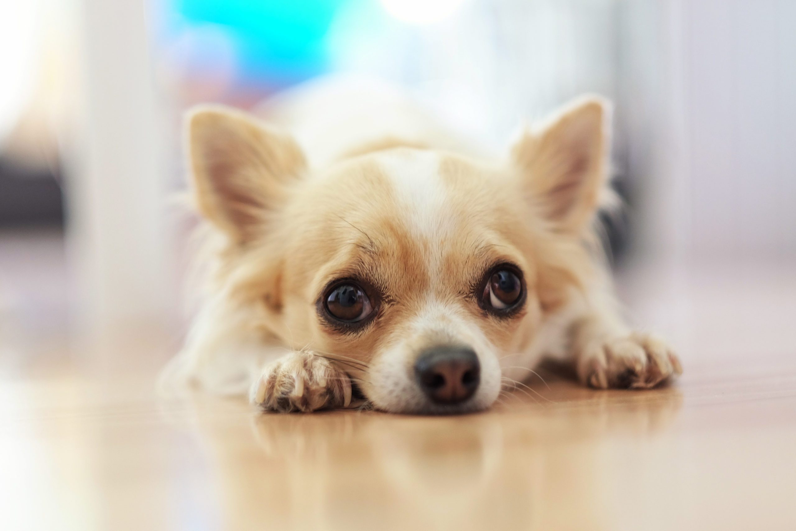 Chihuahua dog lying on the floor at home