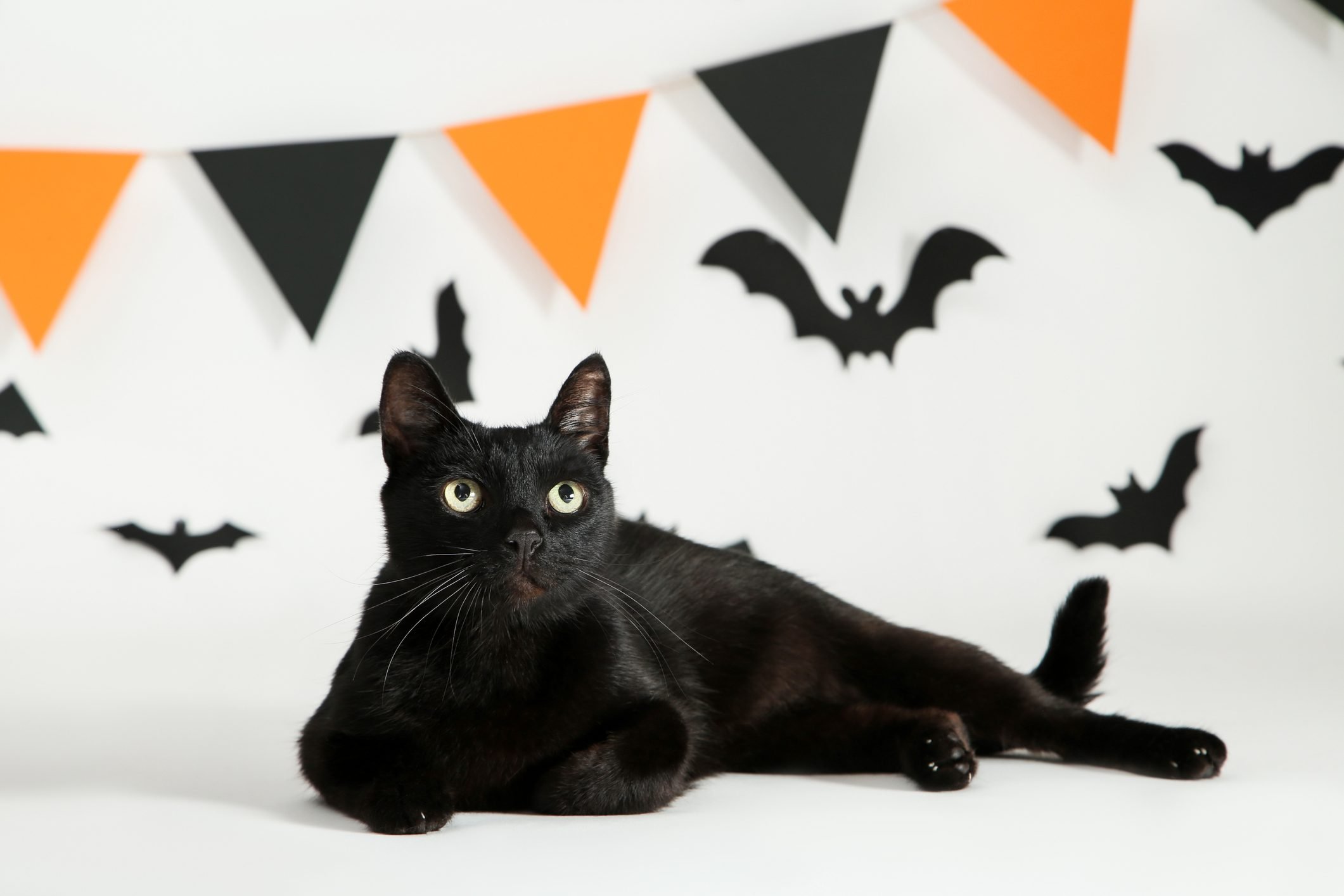 the truth about black cats