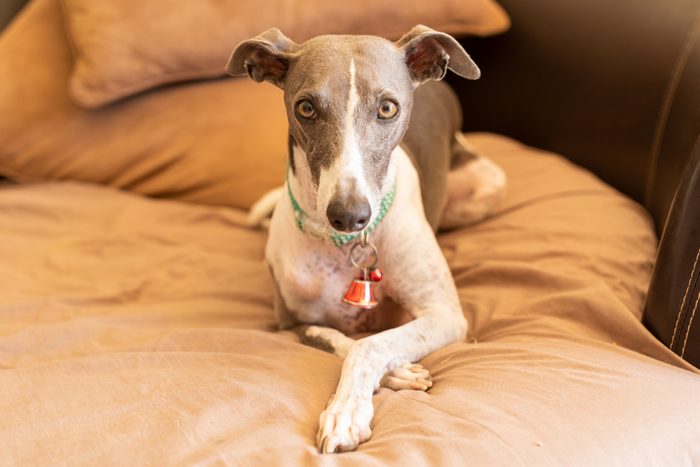 tired Italian greyhound sitting on a couch