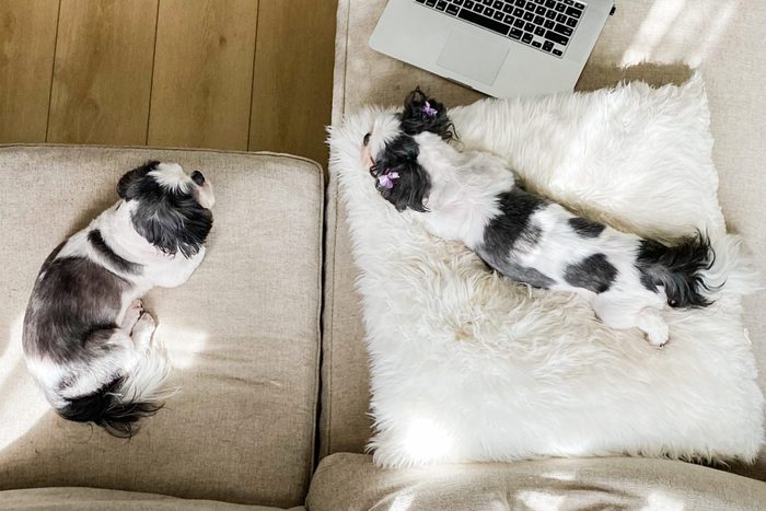 two black and white Shih Tzu Dogs laying on the couch at home