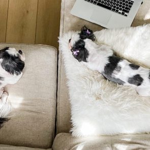 two black and white Shih Tzu Dogs laying on the couch at home