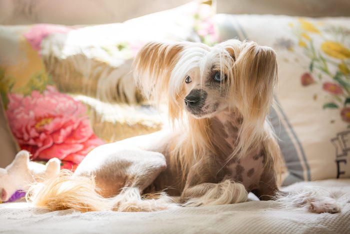 lazy Chinese Crested dog sitting on couch at home