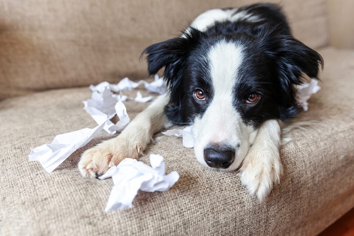 Naughty playful puppy dog border collie after mischief biting toilet paper lying on couch at home. Guilty dog and destroyed living room. Damage messy home and puppy with funny guilty look