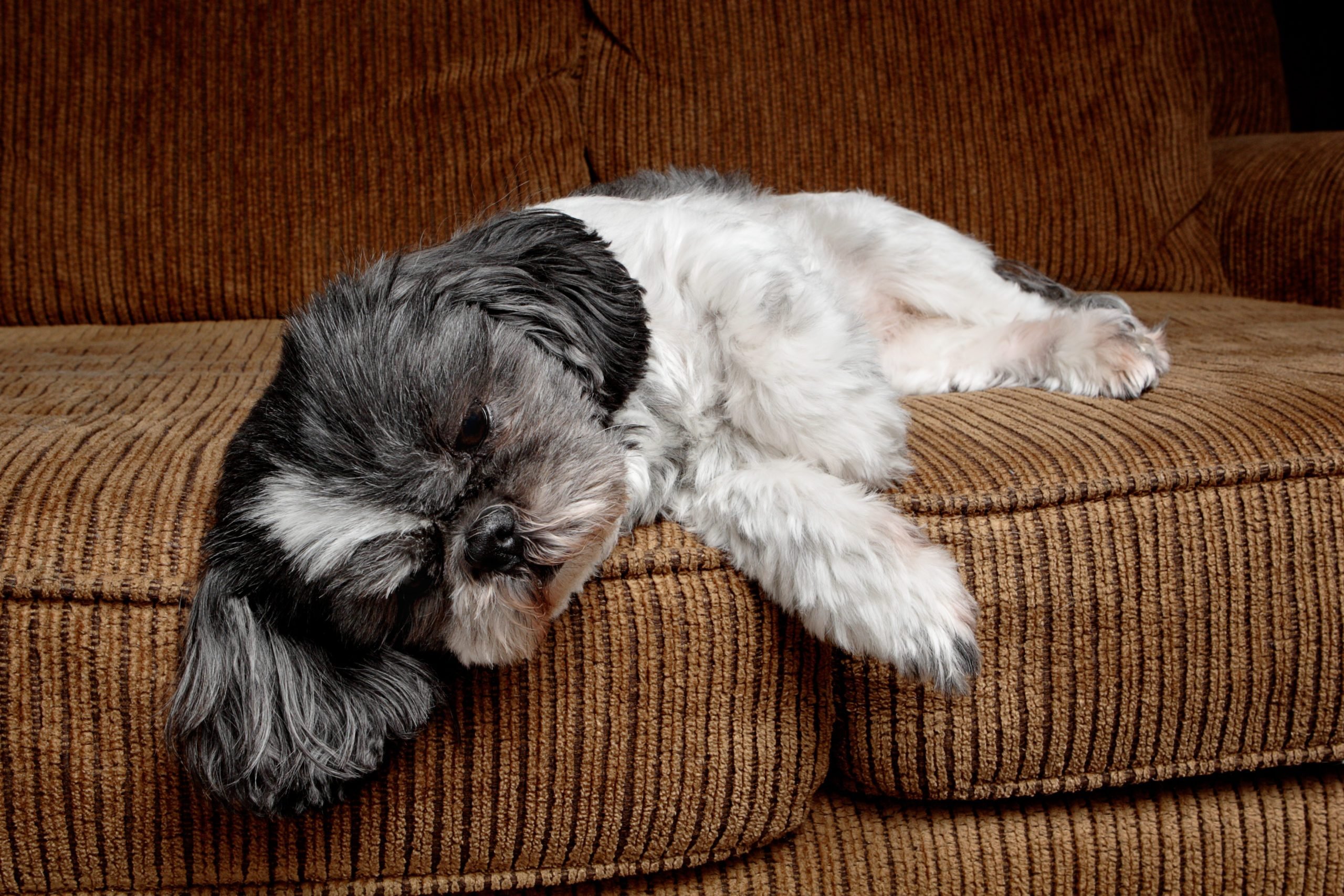 tired Shih Tzu on the couch