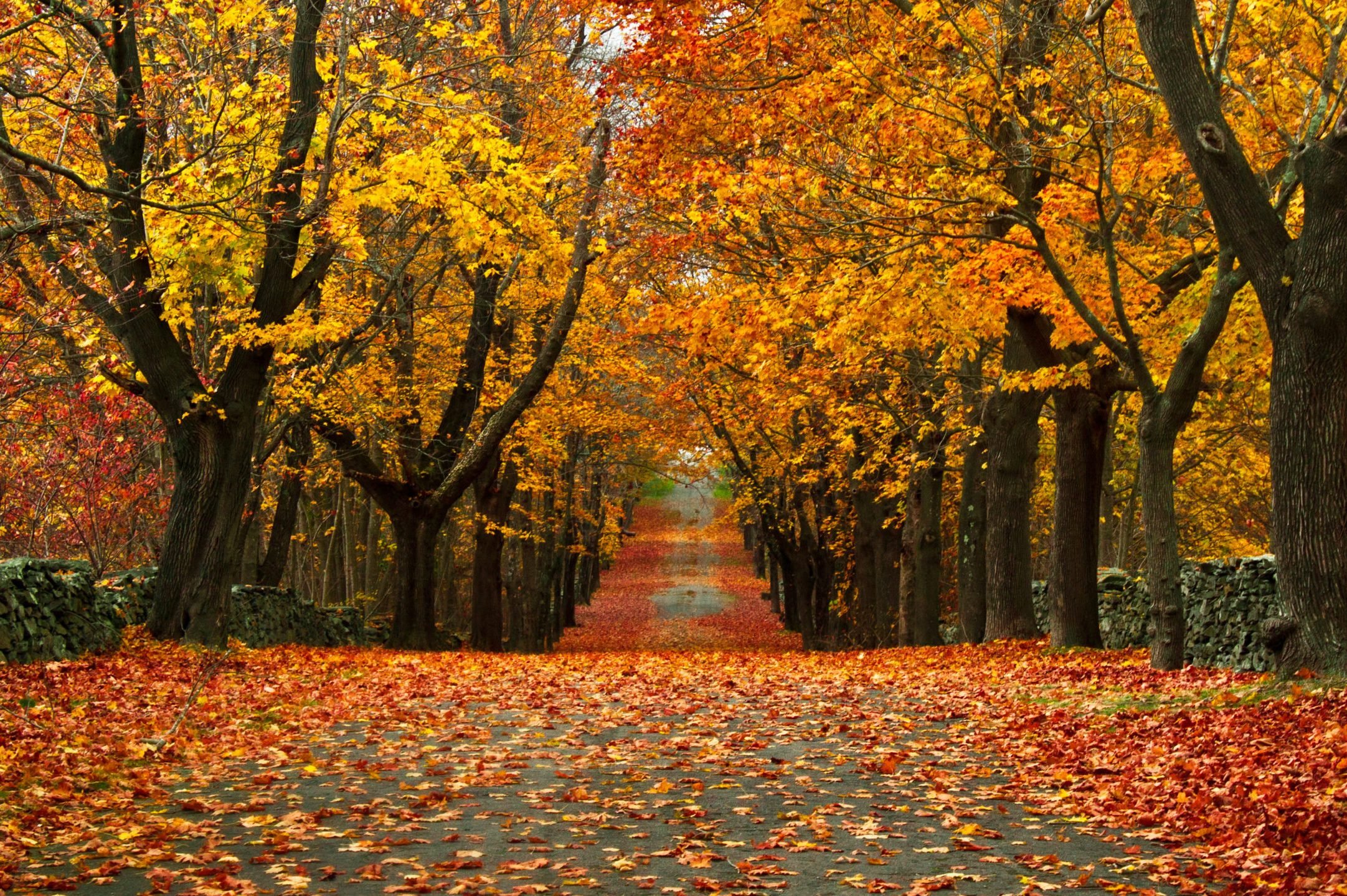 Autumn Foliage Path at the Park