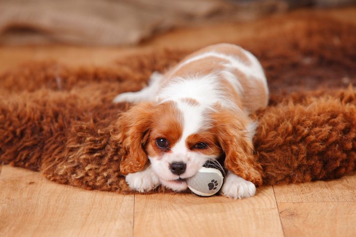 Cavalier King Charles Spaniel tired at home