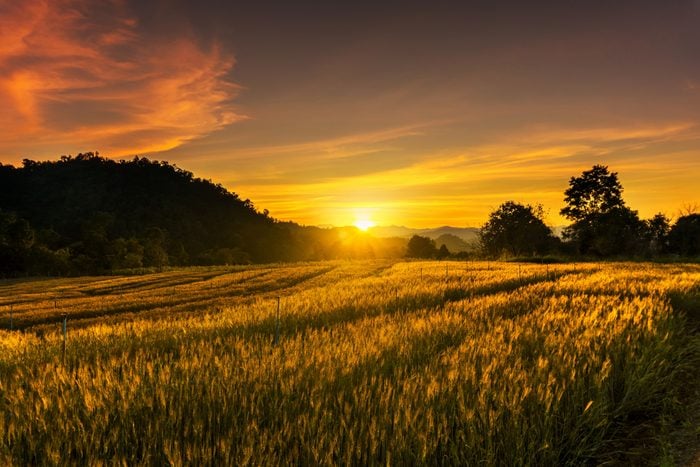 Landscape of Barley rice field at the sunset time with lens flare, travel and nature concept