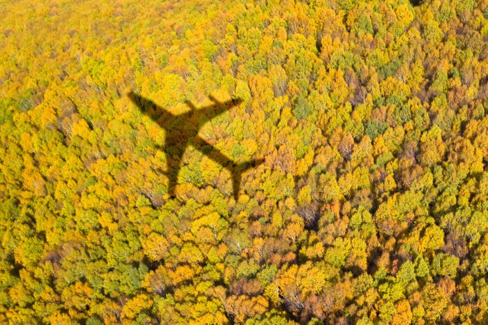 forest with airplane shadow