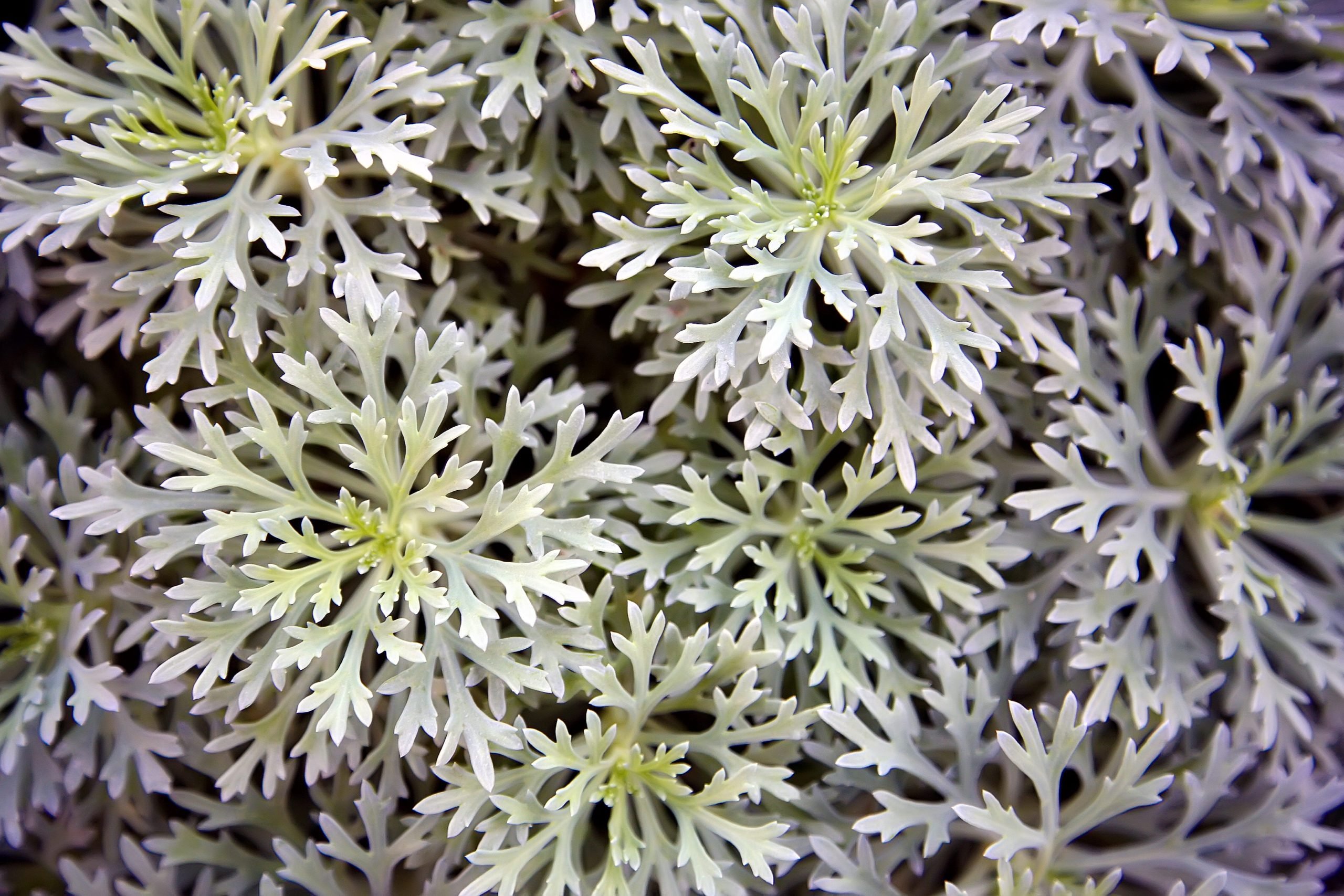 Artemisia annua, sweet wormwood, sweet annie, sweet sagewort, annual mugwort or annual wormwood