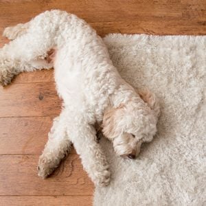 dog napping on beige rug