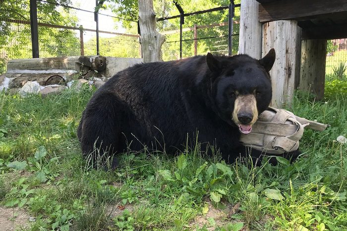 Bear Den Zoo And Petting Farm In Waterford Wisconsin