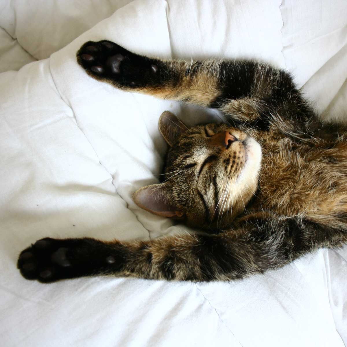 cat sprawled out in bed