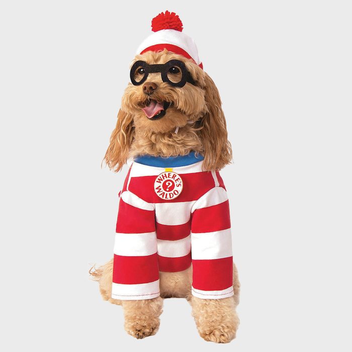 Where's Waldo? dog costume