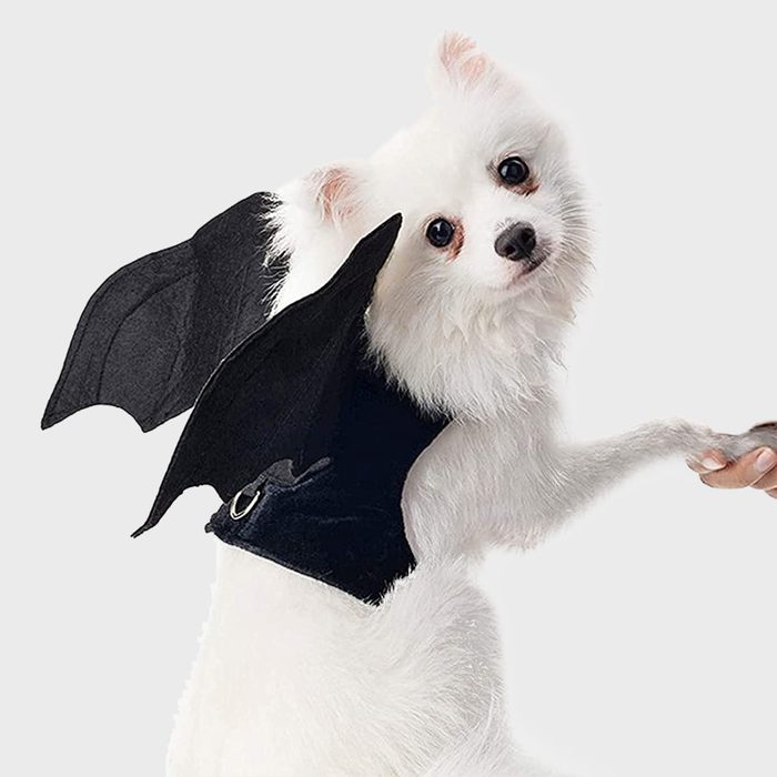 Bat dog costume