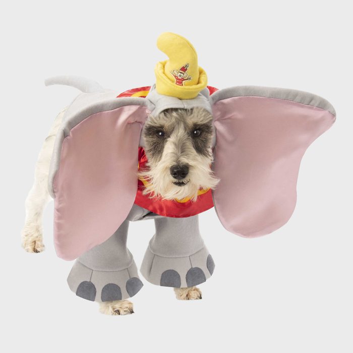 Dumbo dog costume