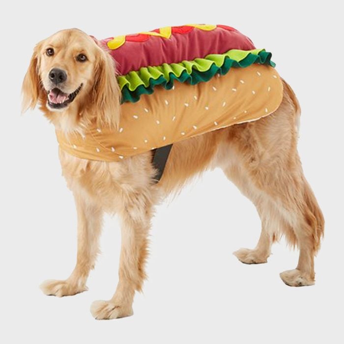 Hot dog costume on a dog