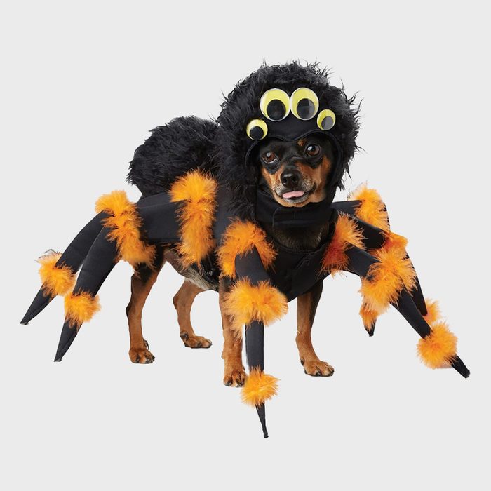 Spider dog costume