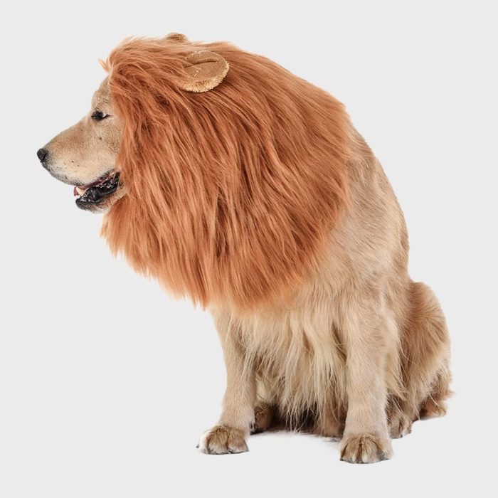 Lion dog costume