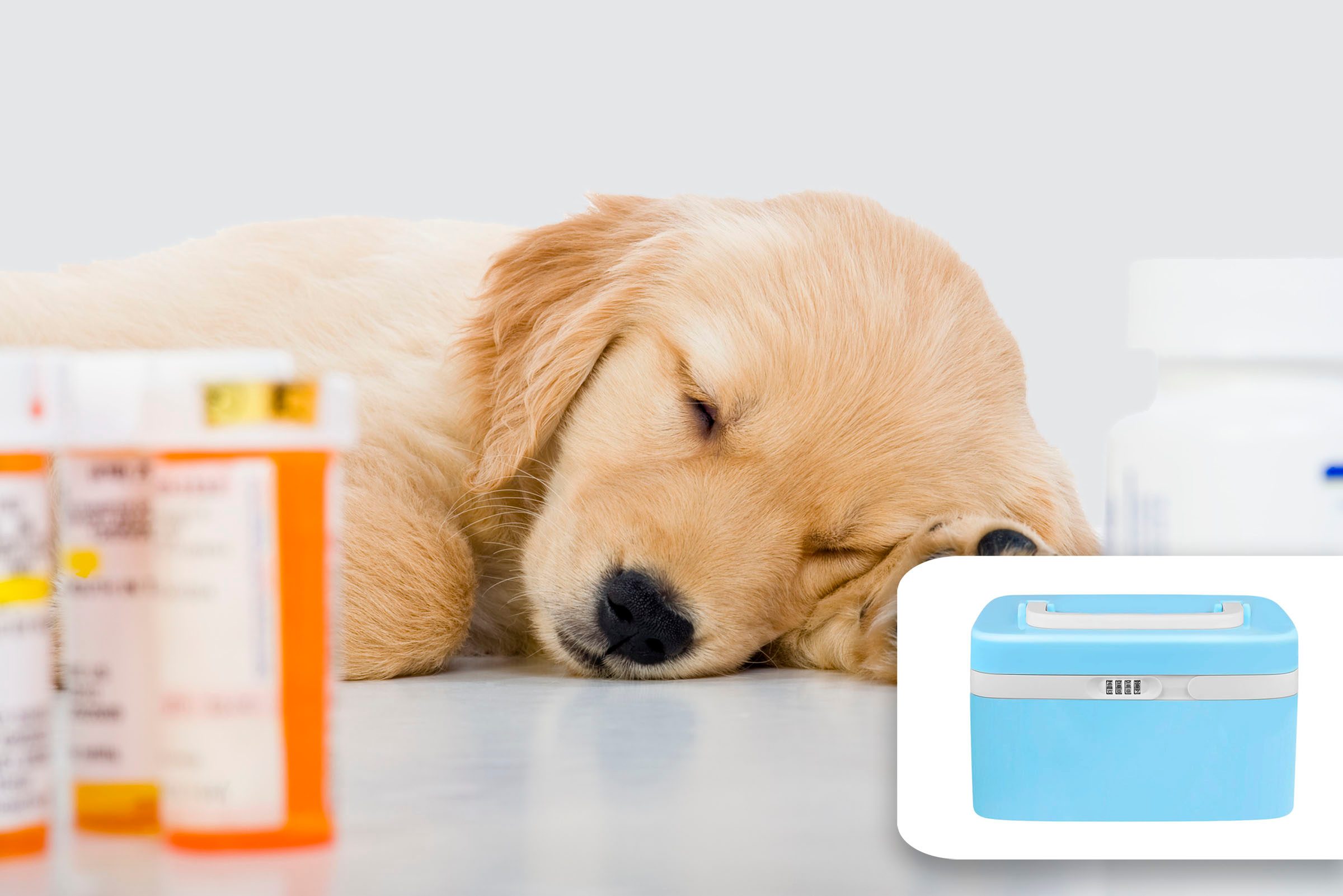 dog medicines