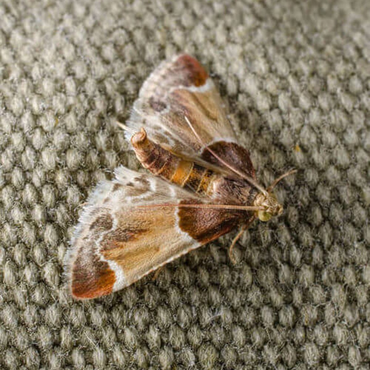 meal moth (pyralis farinalis) in resting position