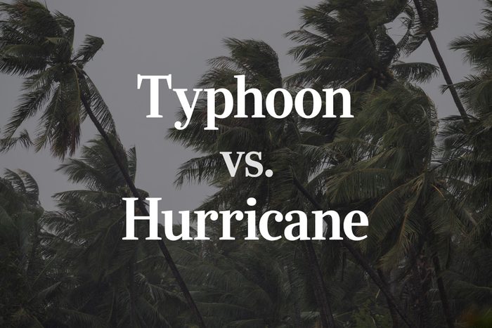 "Typhoon vs Hurricane" text over wind blown palm trees background