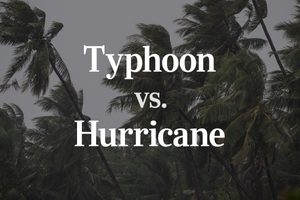 typhoon lela