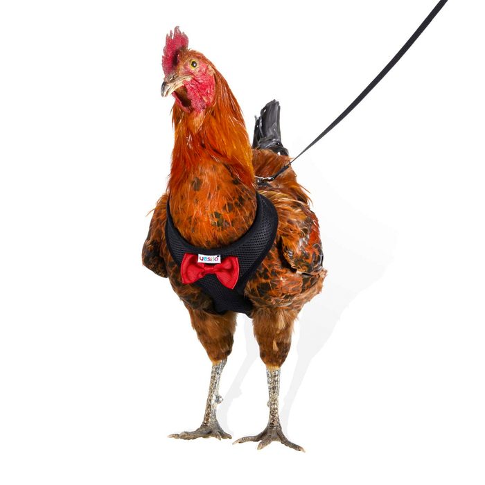 Chicken Harness And Matching Leash
